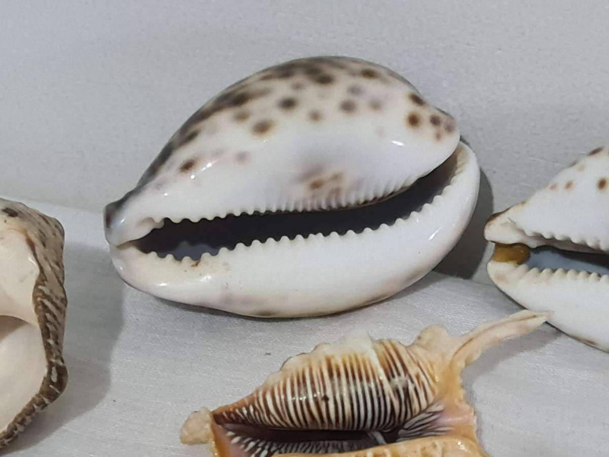 Lambis Lambis sea Shell and x3 Cowrie sea shells