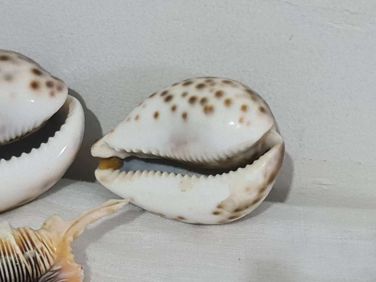 Lambis Lambis sea Shell and x3 Cowrie sea shells