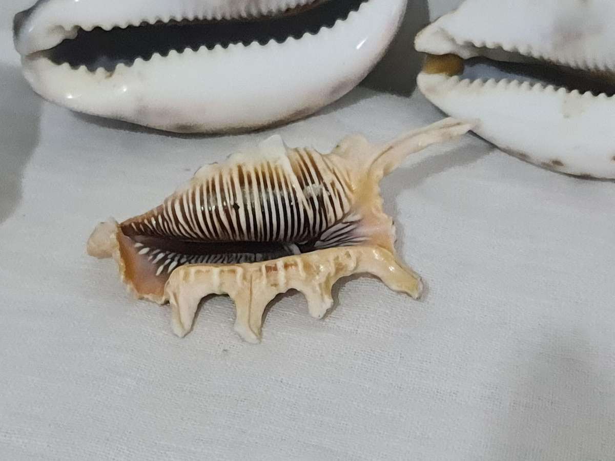 Lambis Lambis sea Shell and x3 Cowrie sea shells