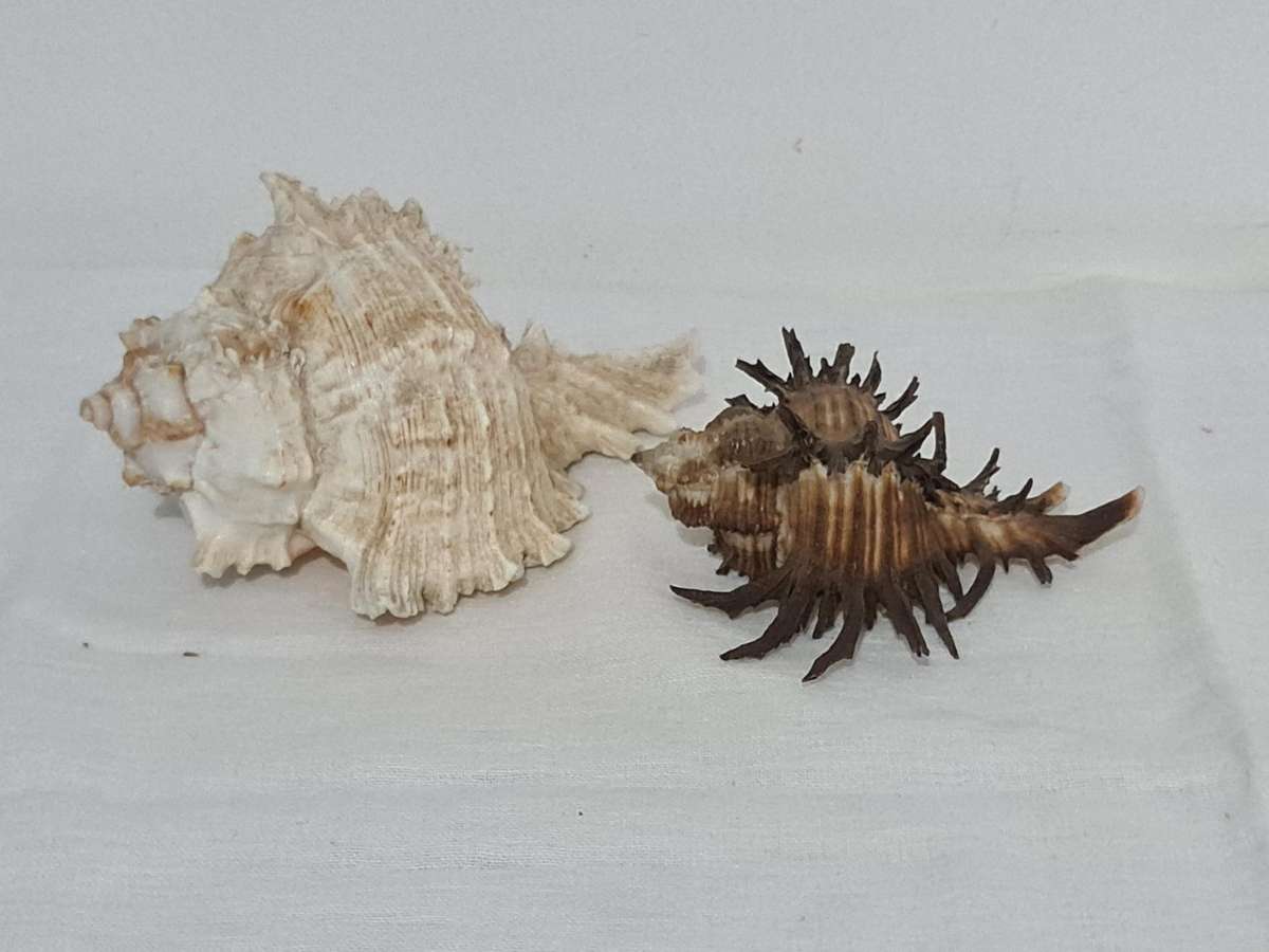 Rare Murex Brunneus Link Shell Specimen Bantayan Island and Murex Sea shell