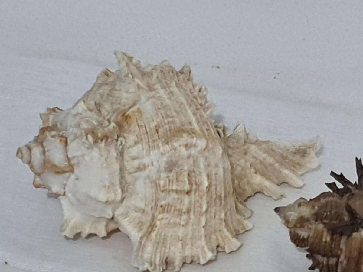 Rare Murex Brunneus Link Shell Specimen Bantayan Island and Murex Sea shell