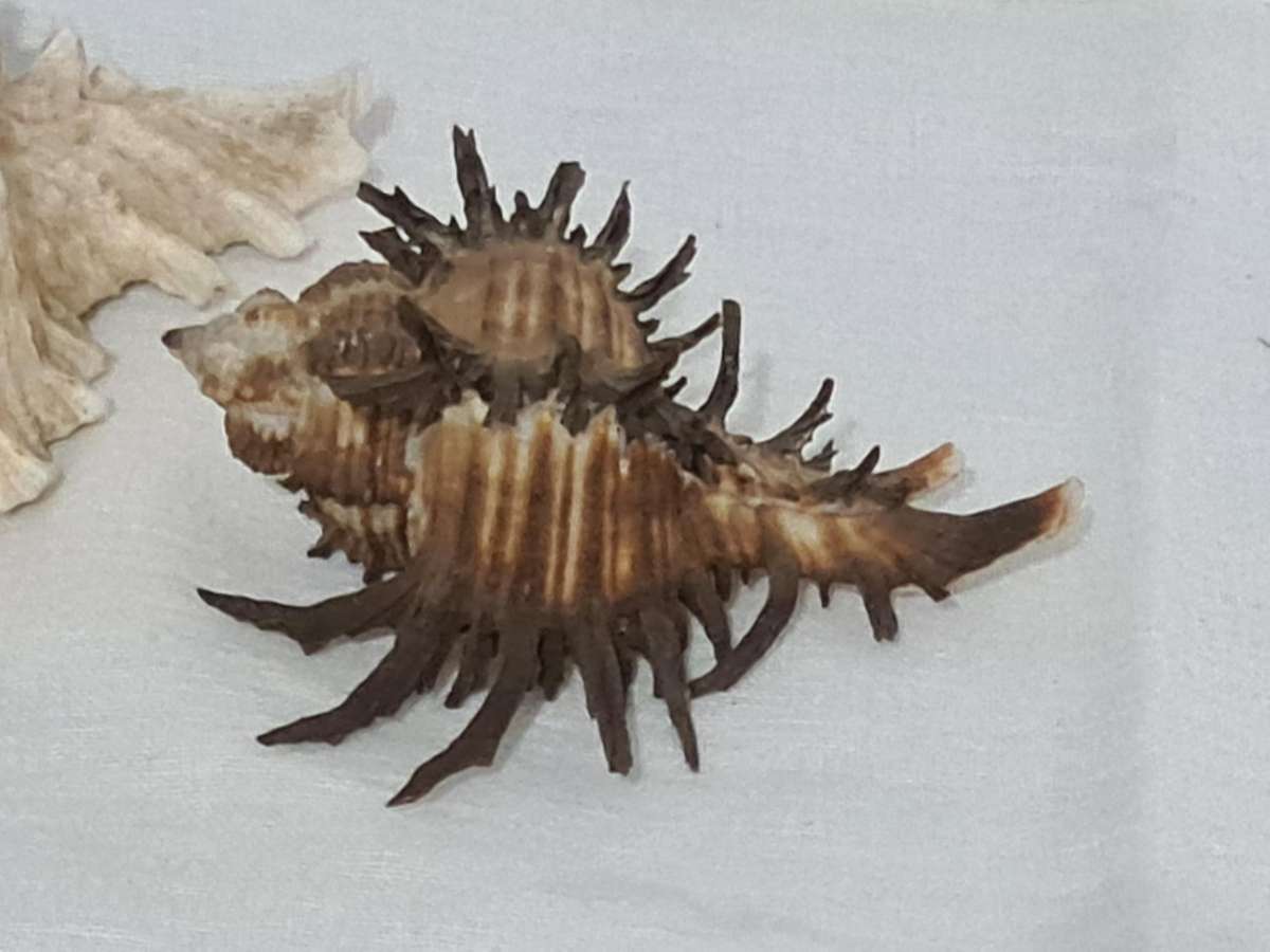Rare Murex Brunneus Link Shell Specimen Bantayan Island and Murex Sea shell