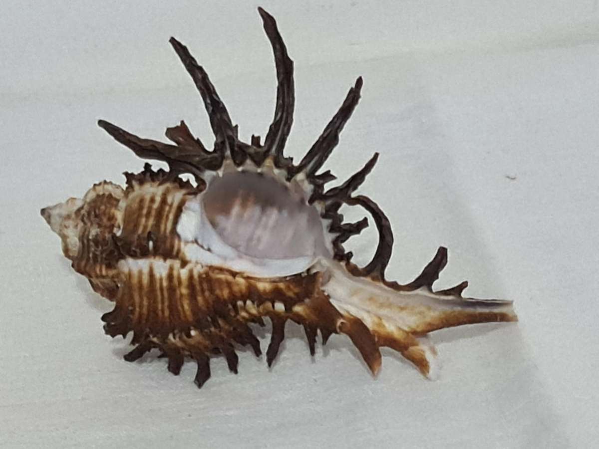 Rare Murex Brunneus Link Shell Specimen Bantayan Island and Murex Sea shell