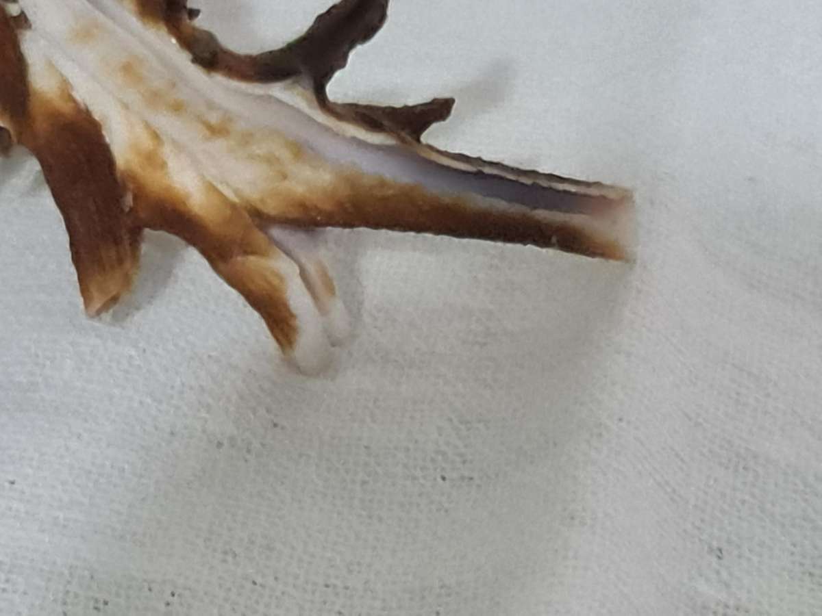 Rare Murex Brunneus Link Shell Specimen Bantayan Island and Murex Sea shell