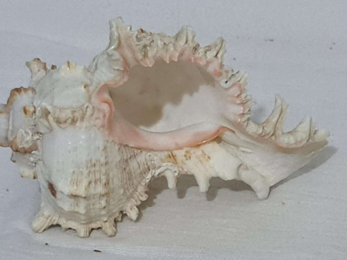 Rare Murex Brunneus Link Shell Specimen Bantayan Island and Murex Sea shell