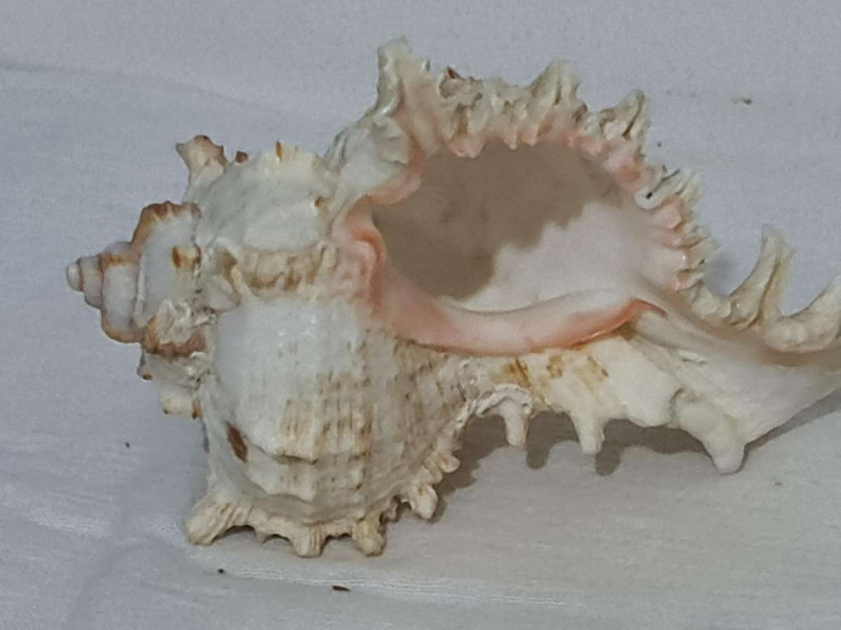 Rare Murex Brunneus Link Shell Specimen Bantayan Island and Murex Sea shell