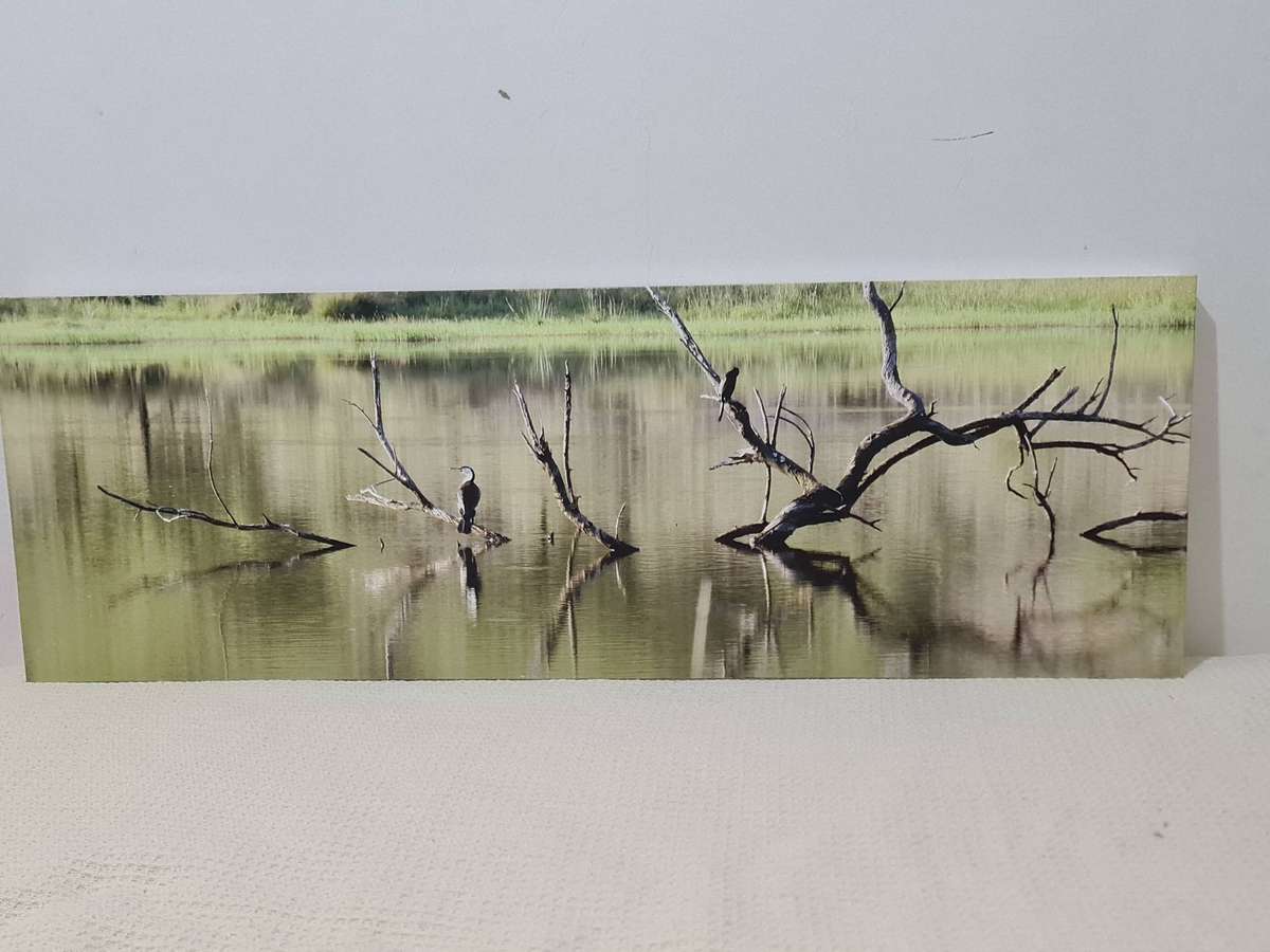 Bird and water lithograph