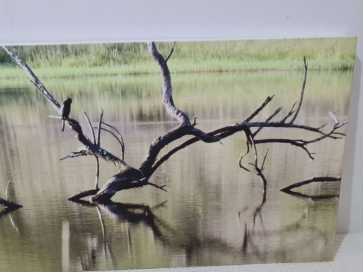Bird and water lithograph