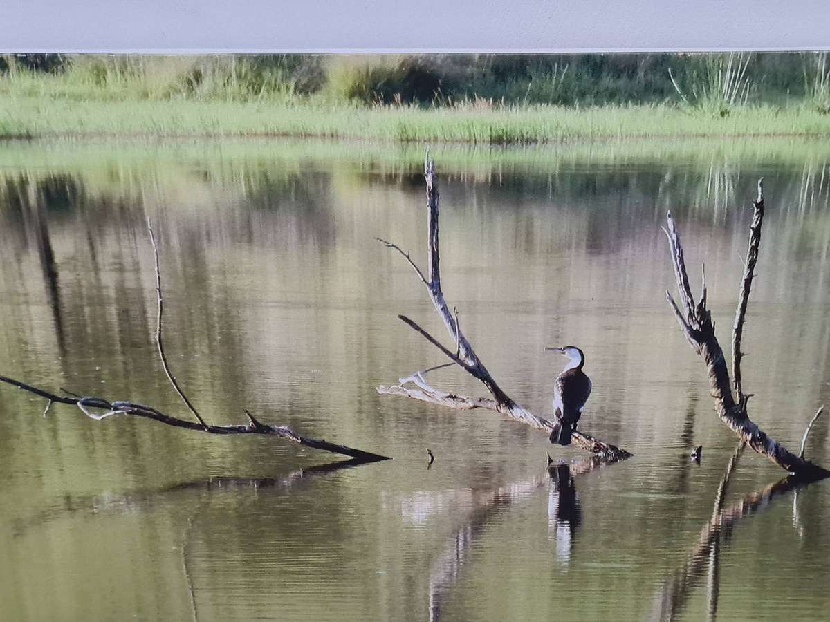 Bird and water lithograph