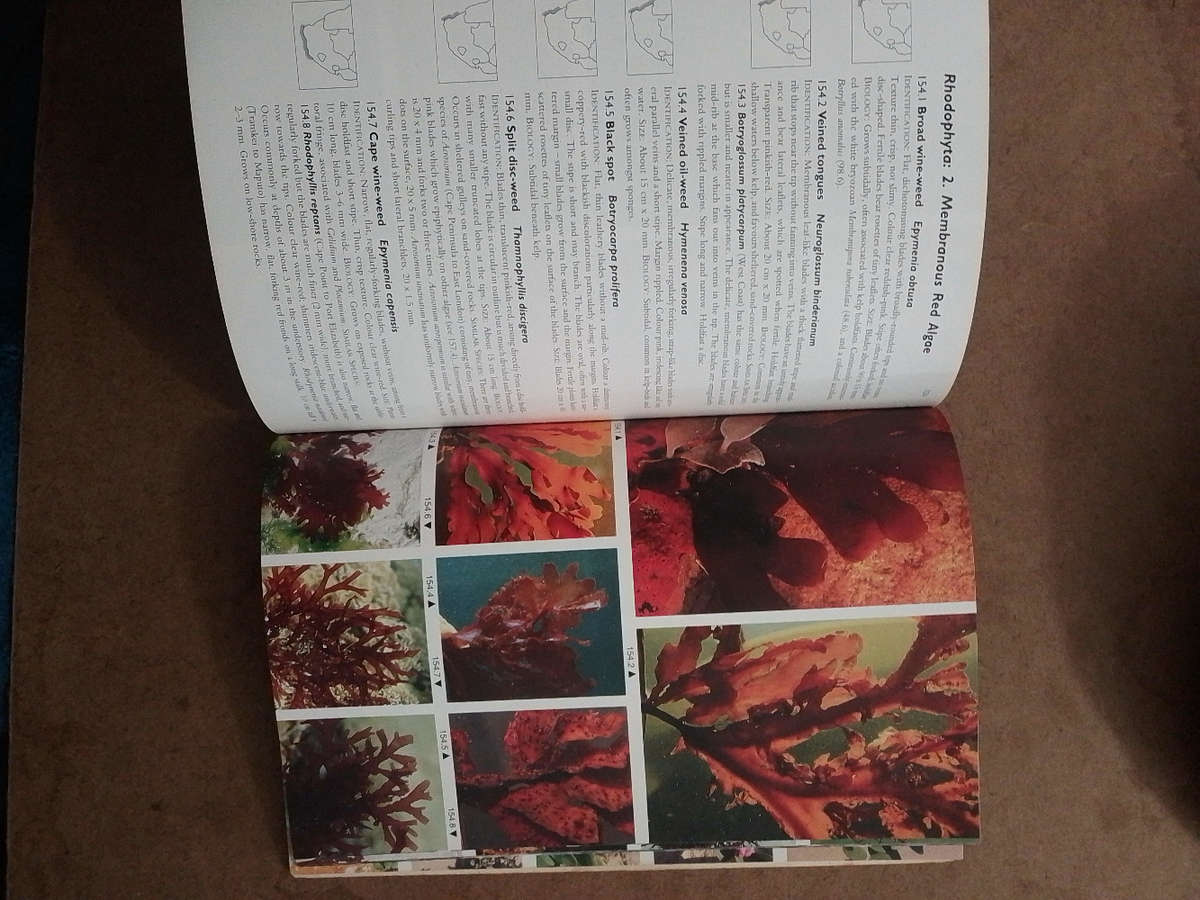 Two Oceans - a guide to the Marine Life of Southern Africa