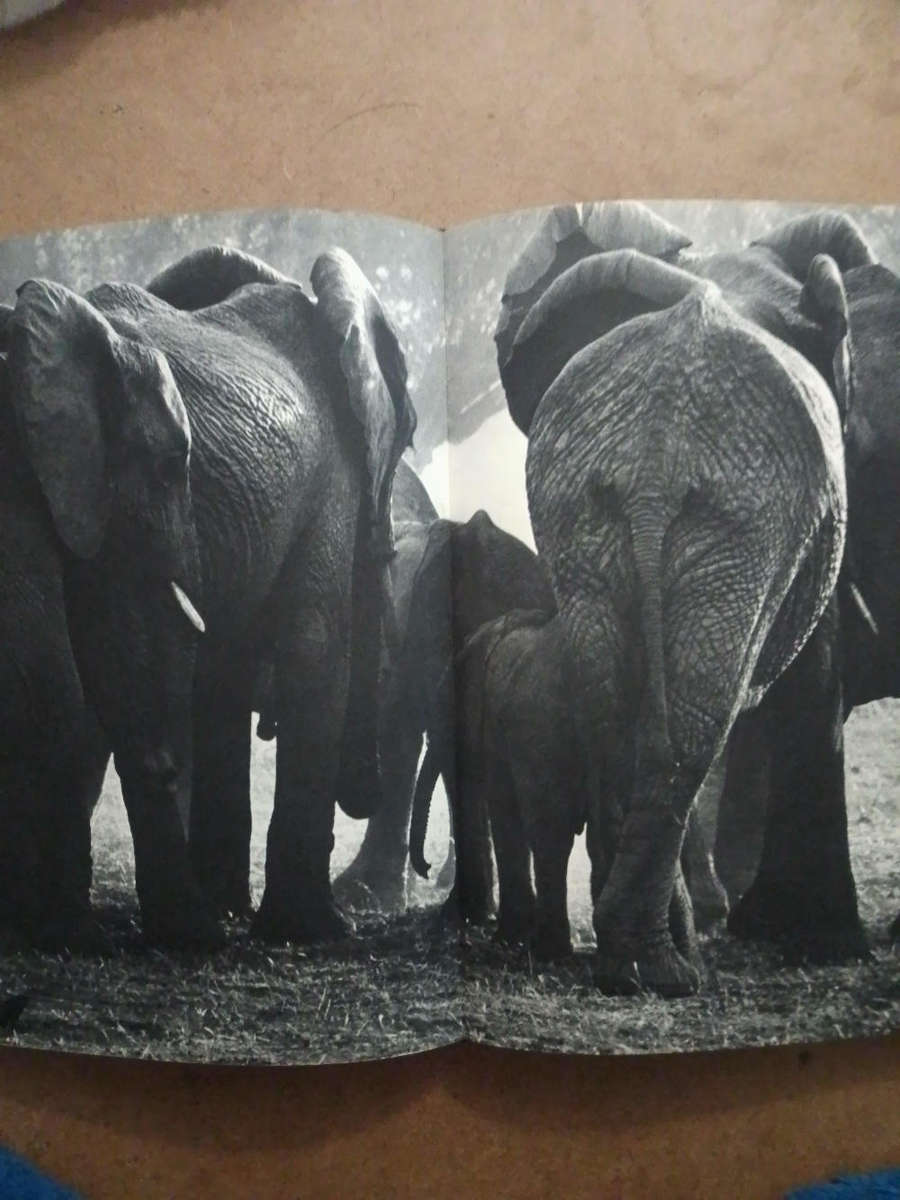 The End of the Game - Peter Beard