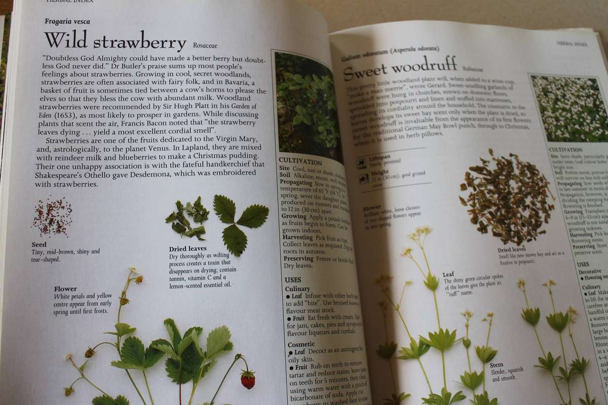 THE COMPLETE BOOK OF HERBS (Guide to growing & using)  by Lelsey Bremness