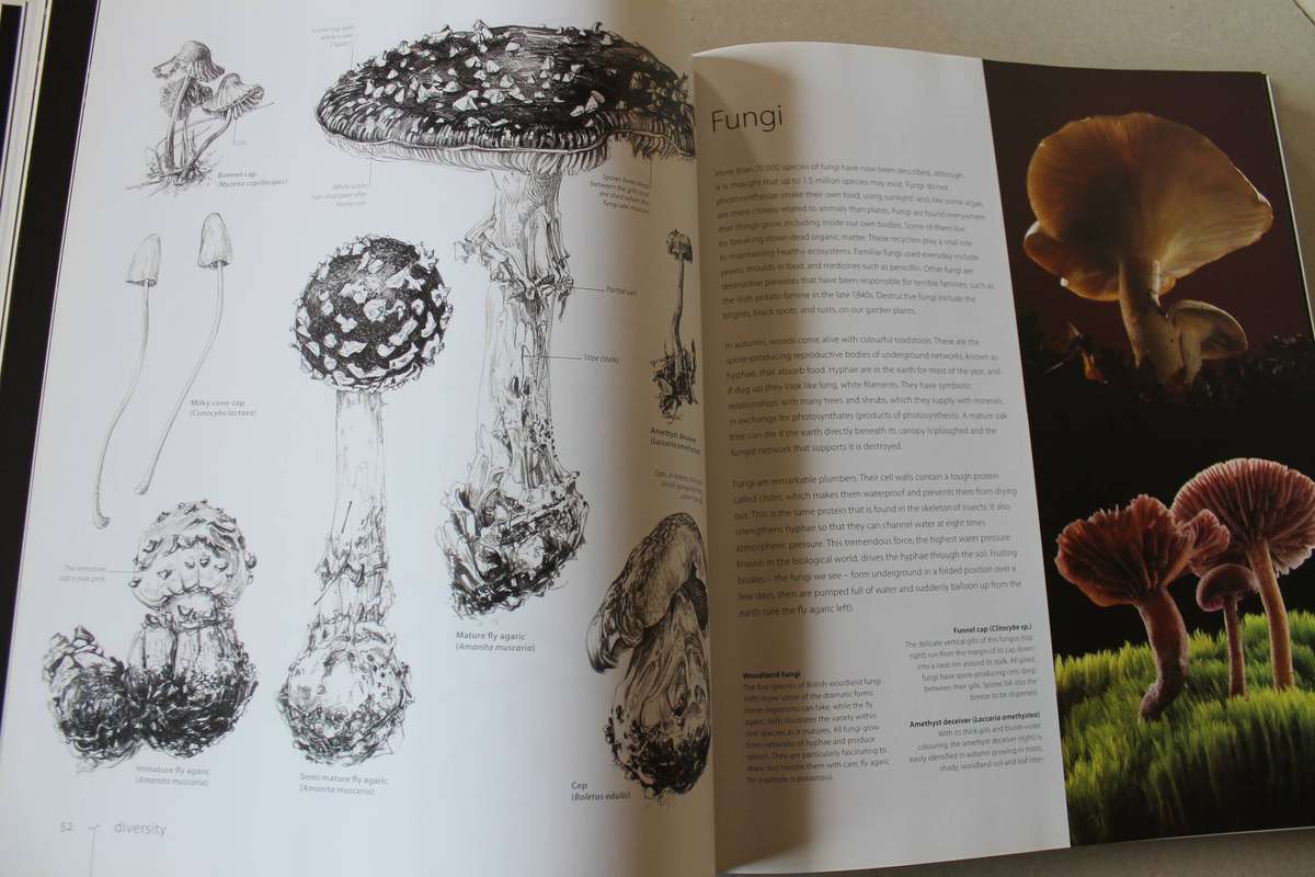 BOTANY FOR THE ARTIST  by Sarah Simblet (Inspirational guide to drawing plants)