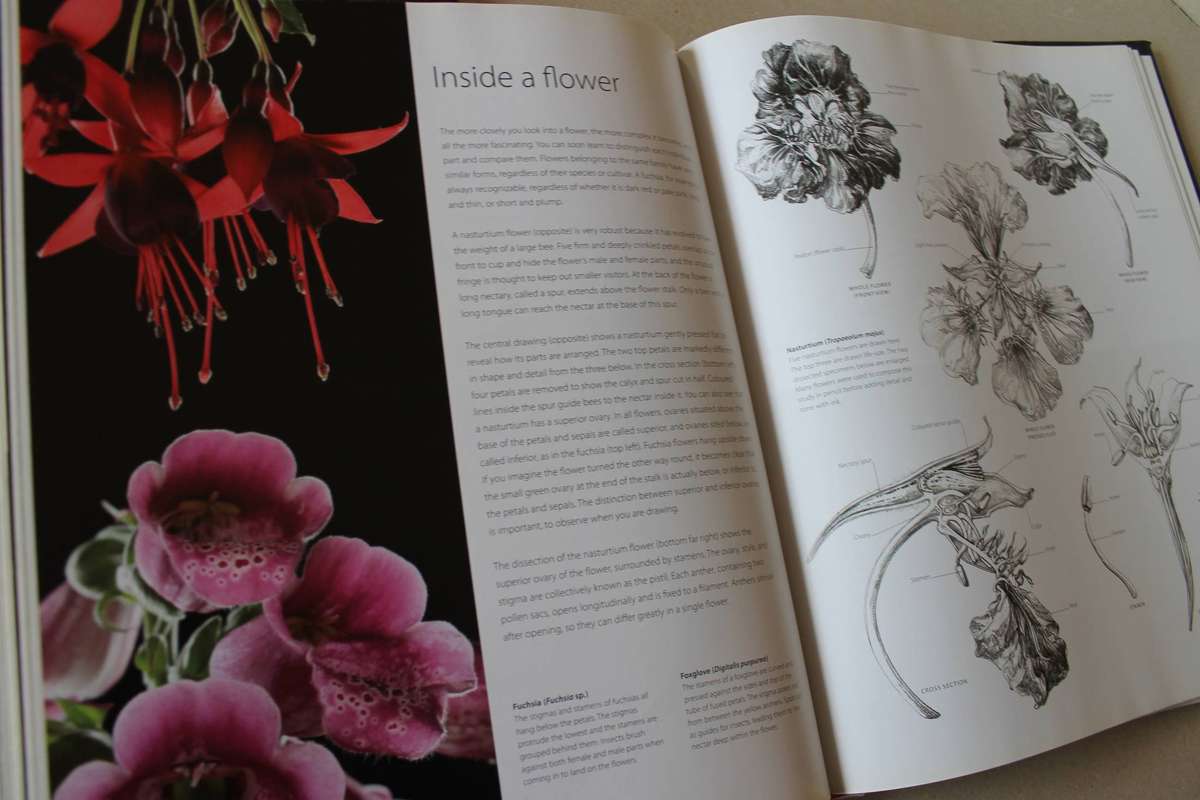 BOTANY FOR THE ARTIST  by Sarah Simblet (Inspirational guide to drawing plants)