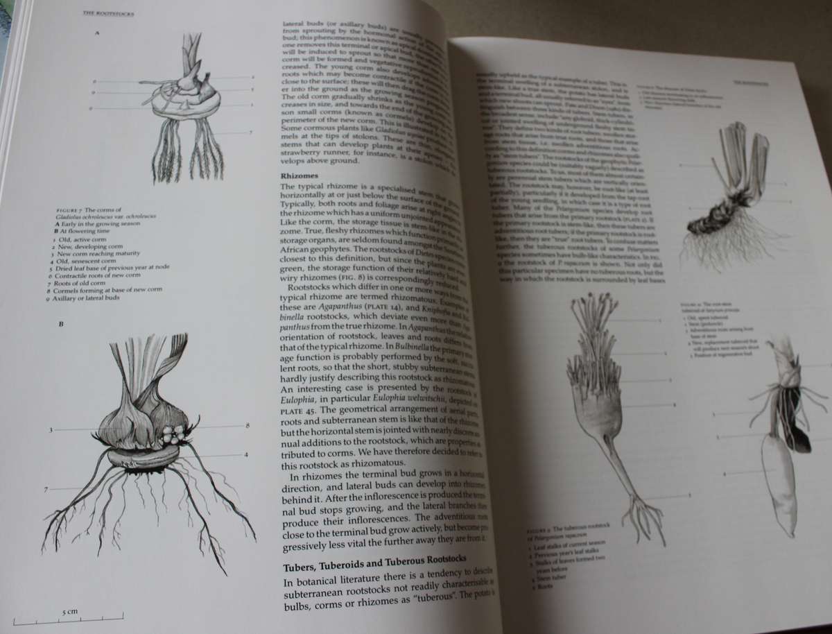 NIEL DU PLESSIS & GRAHAM DUNCAN. BULBOUS PLANTS of Southern Africa.