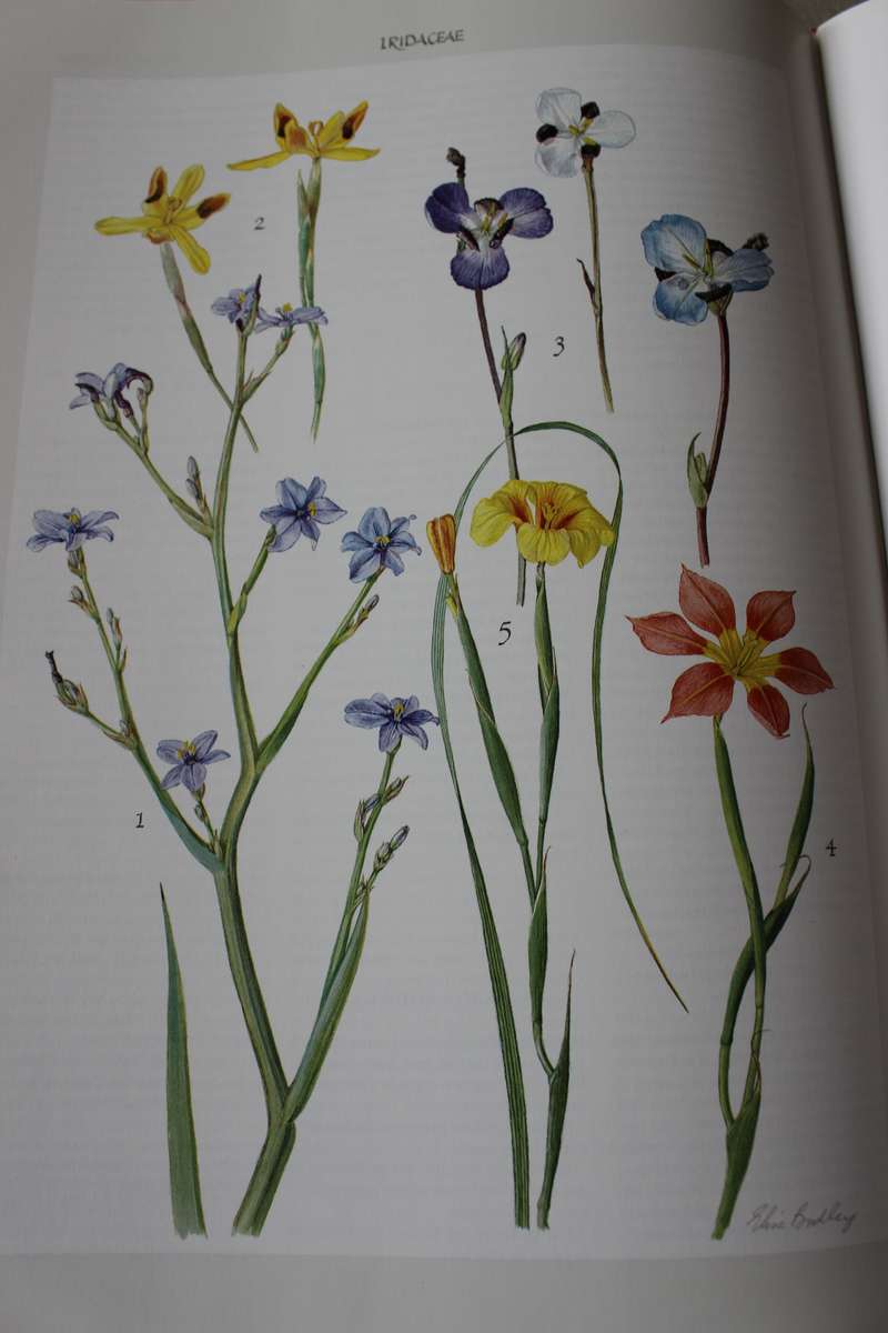 NIEL DU PLESSIS & GRAHAM DUNCAN. BULBOUS PLANTS of Southern Africa.