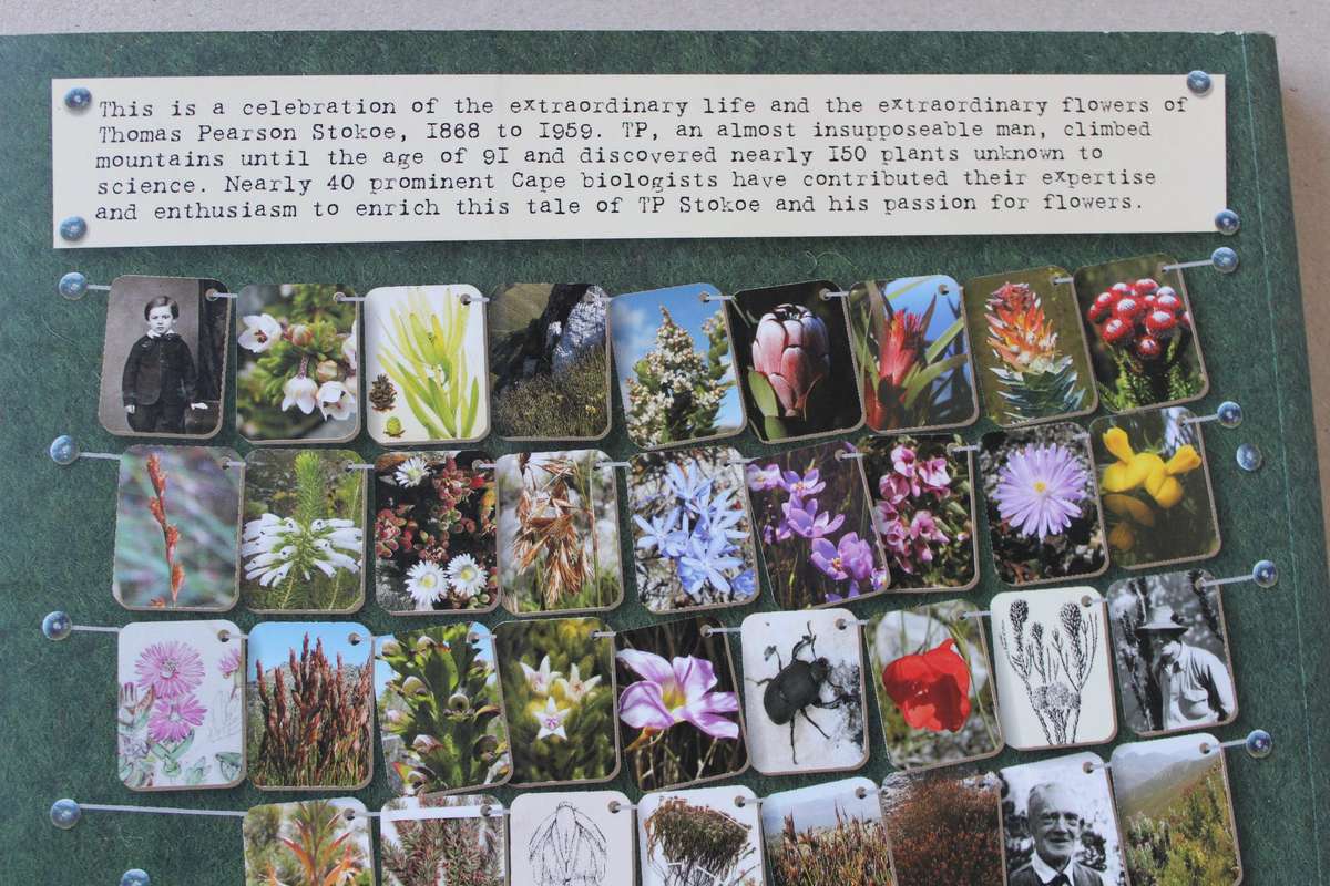 T. P. STOKES The man, the myths, the flowers  by Peter Slingsby & Amida Johns