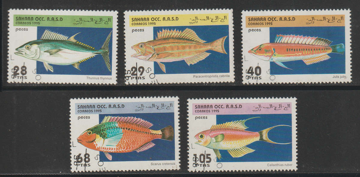 Sahara Fish 1995