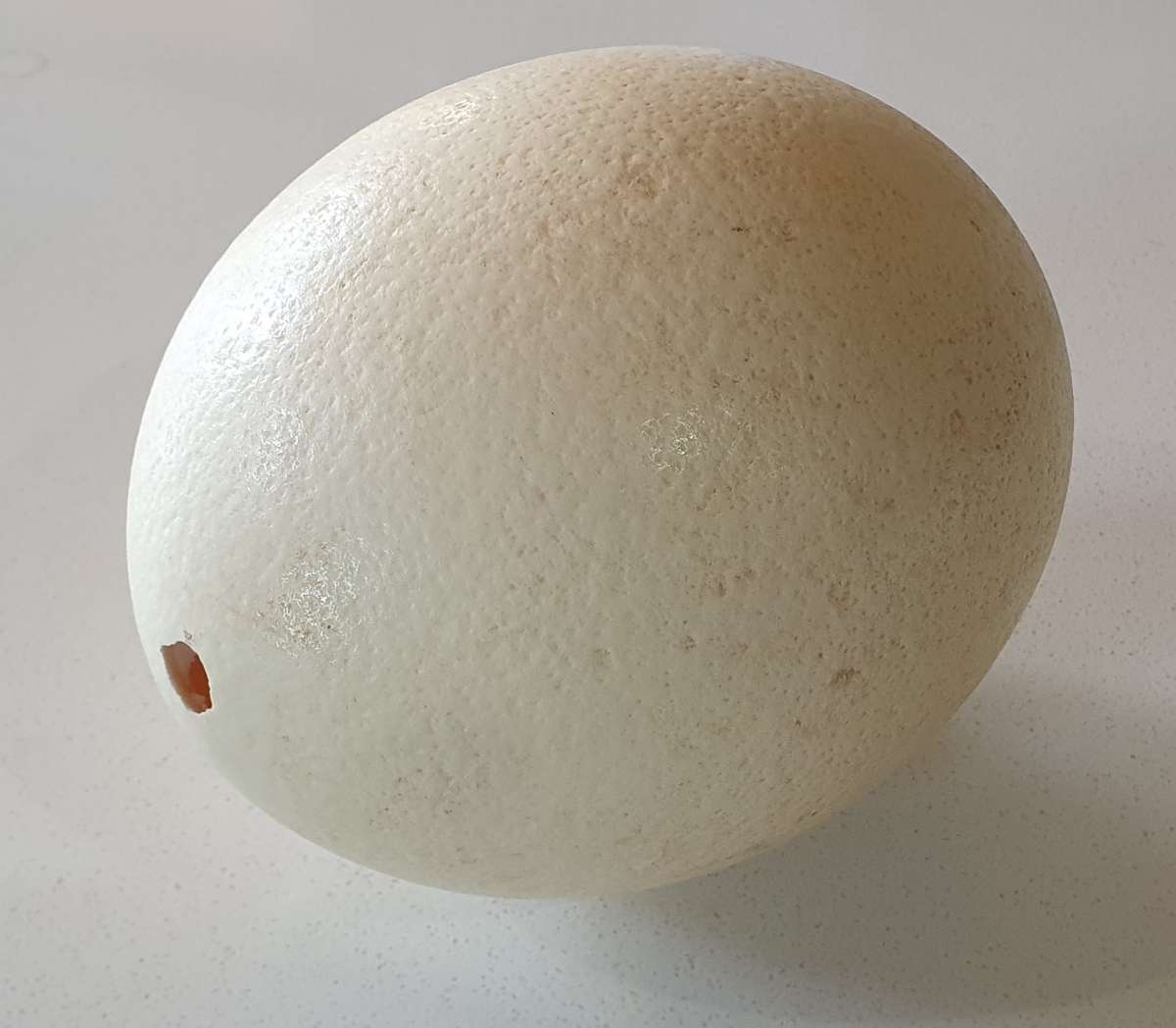 Hollow Ostrich egg as per photos