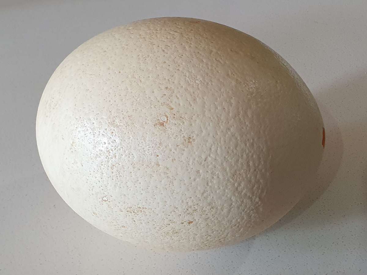 Hollow Ostrich egg as per photos