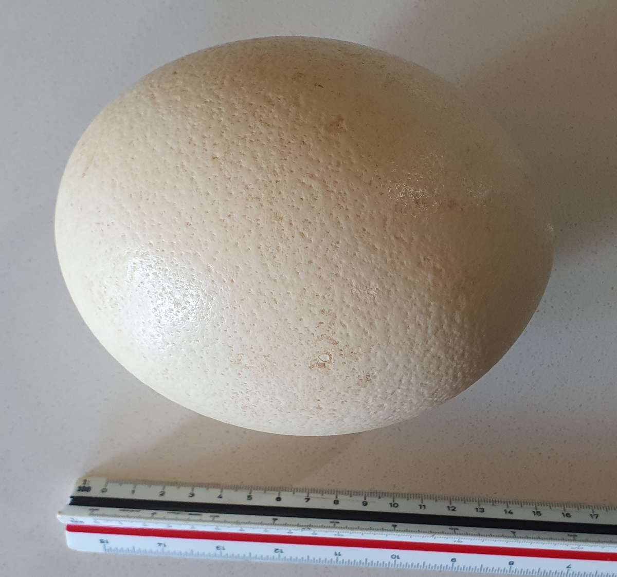 Hollow Ostrich egg as per photos