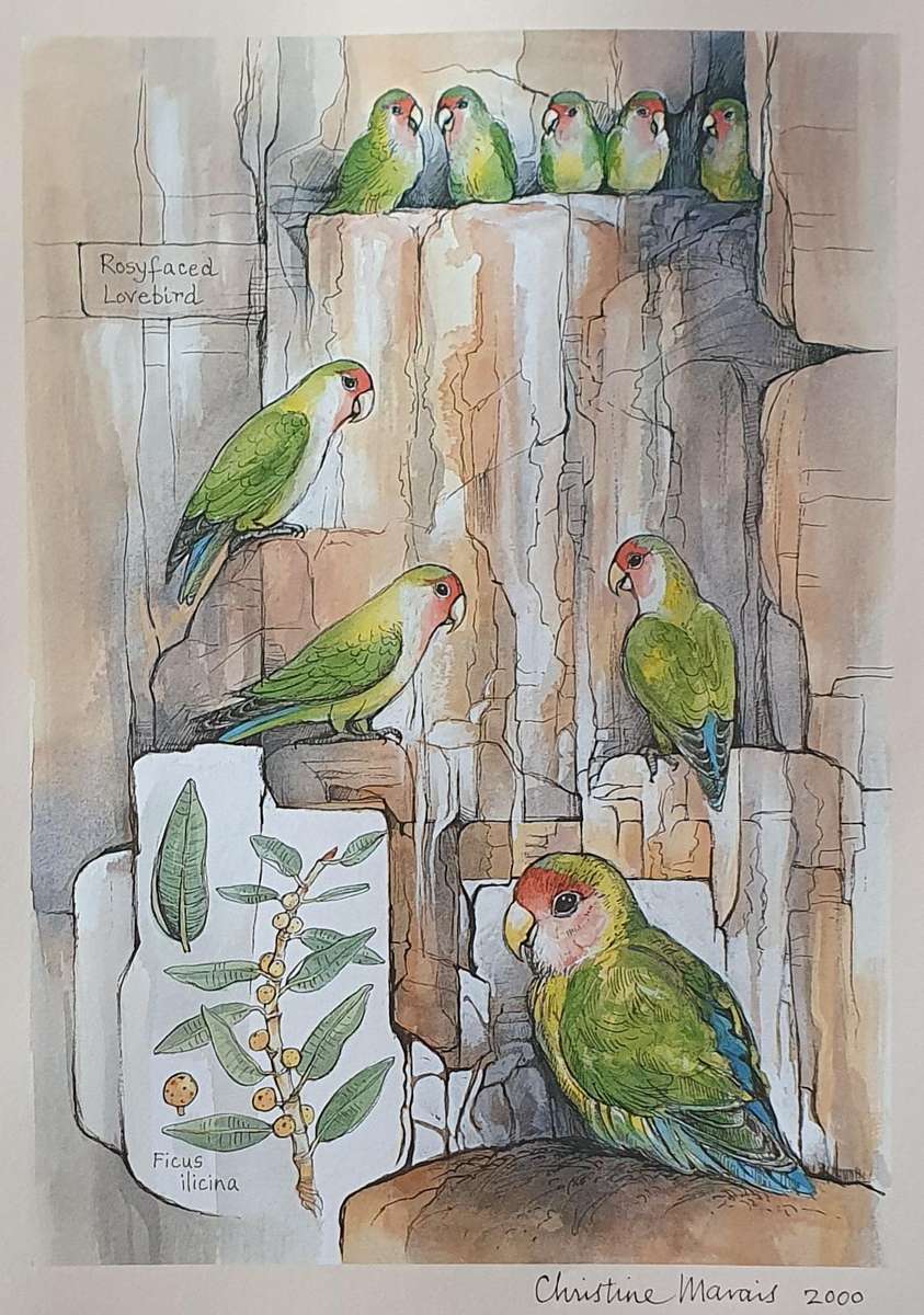 Unframed print of a painting by CHRISTINE MARAIS - part of the endemic birds of Namibia portfolio