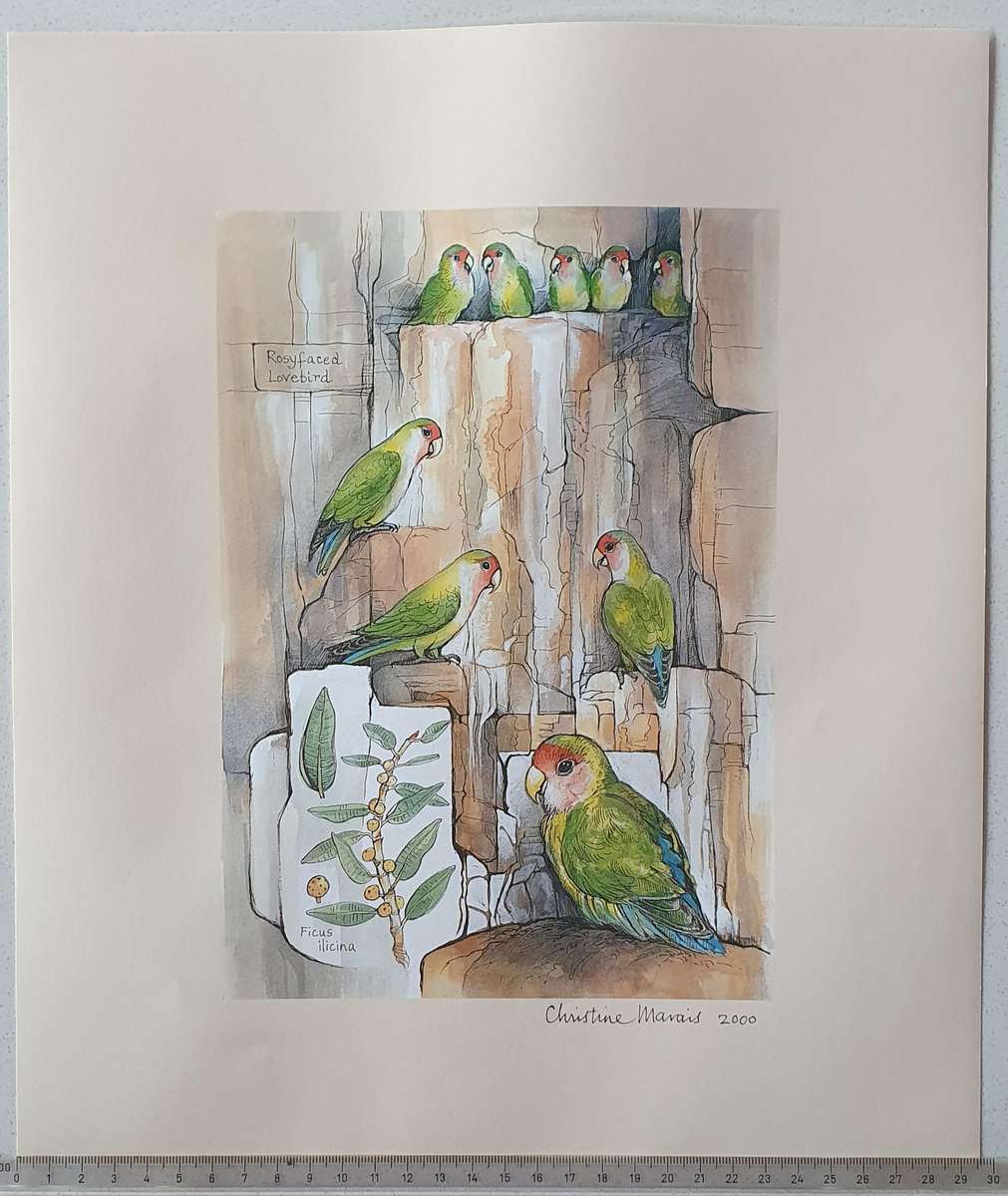 Unframed print of a painting by CHRISTINE MARAIS - part of the endemic birds of Namibia portfolio