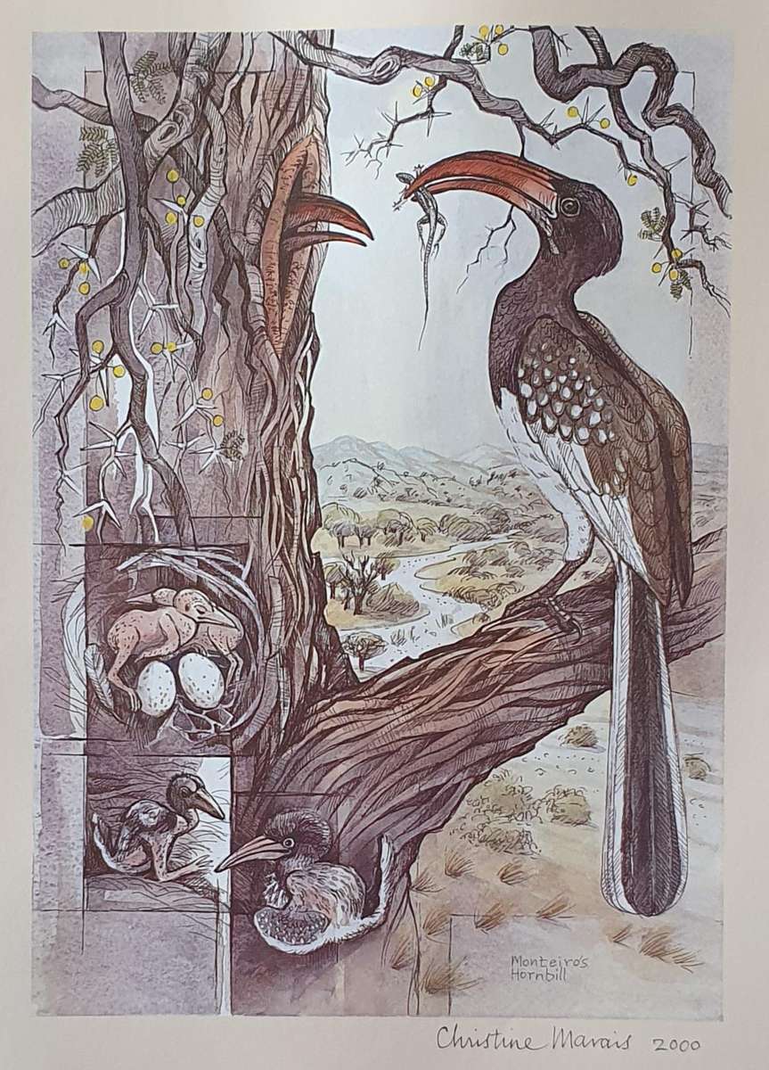 Unframed print of a painting by CHRISTINE MARAIS - part of the endemic birds of Namibia portfolio