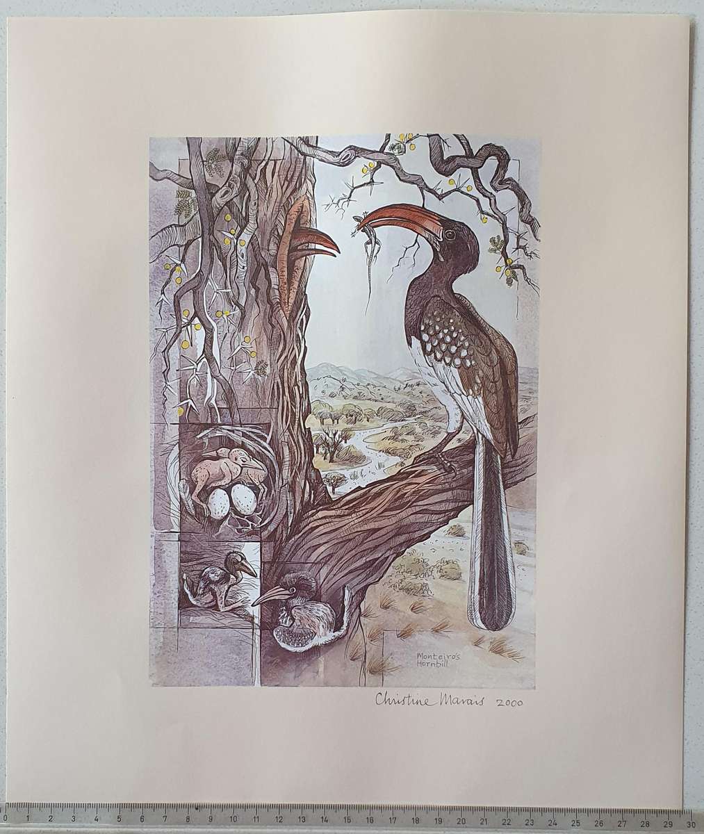 Unframed print of a painting by CHRISTINE MARAIS - part of the endemic birds of Namibia portfolio
