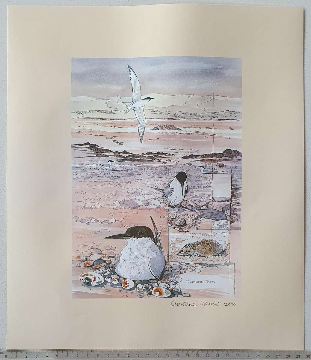Unframed print of a painting by CHRISTINE MARAIS - part of the endemic birds of Namibia portfolio