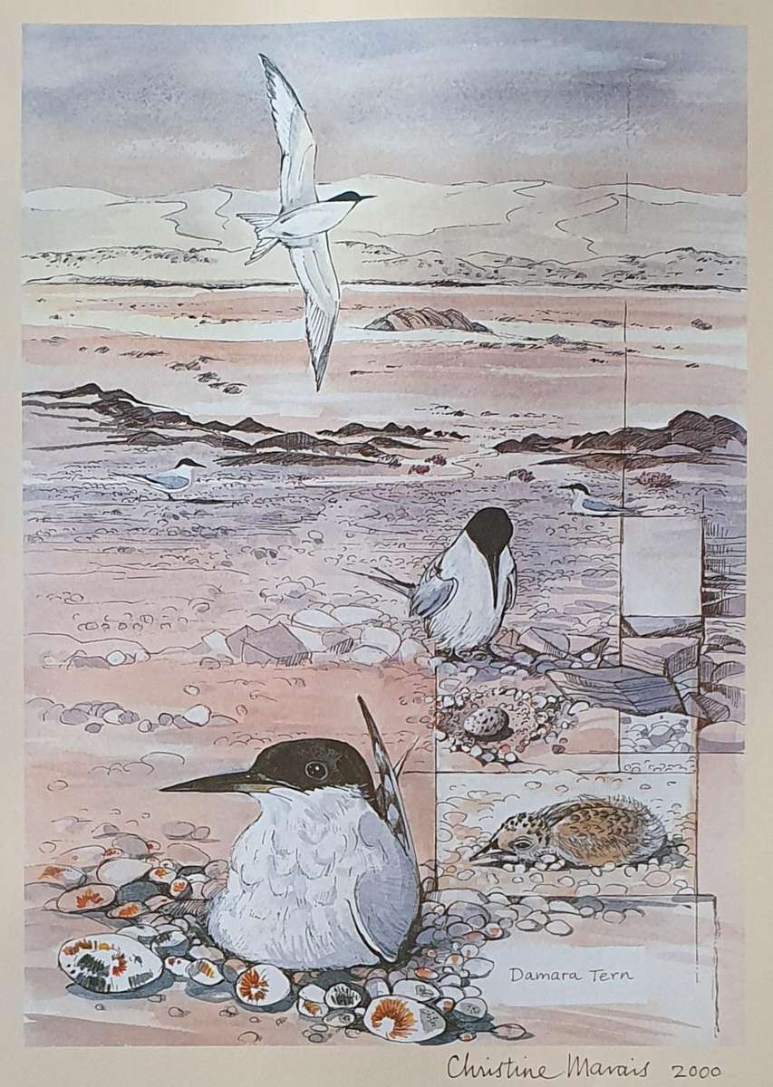 Unframed print of a painting by CHRISTINE MARAIS - part of the endemic birds of Namibia portfolio