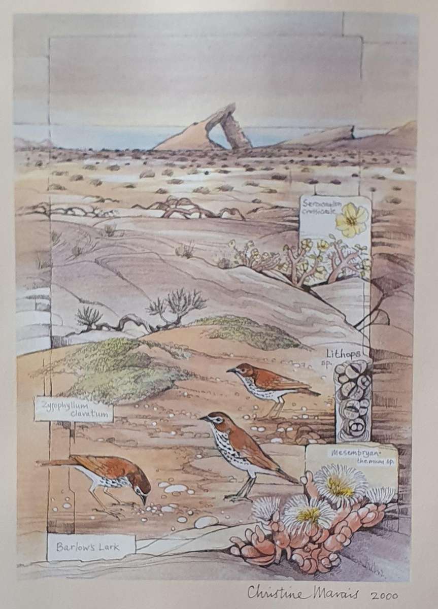 Unframed print of a painting by CHRISTINE MARAIS - part of the endemic birds of Namibia portfolio