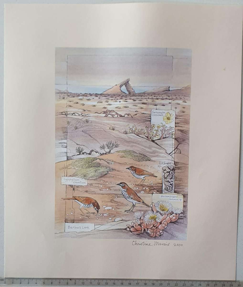 Unframed print of a painting by CHRISTINE MARAIS - part of the endemic birds of Namibia portfolio