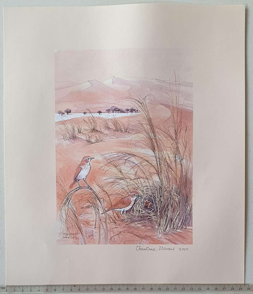 Unframed print of a painting by CHRISTINE MARAIS - part of the endemic birds of Namibia portfolio