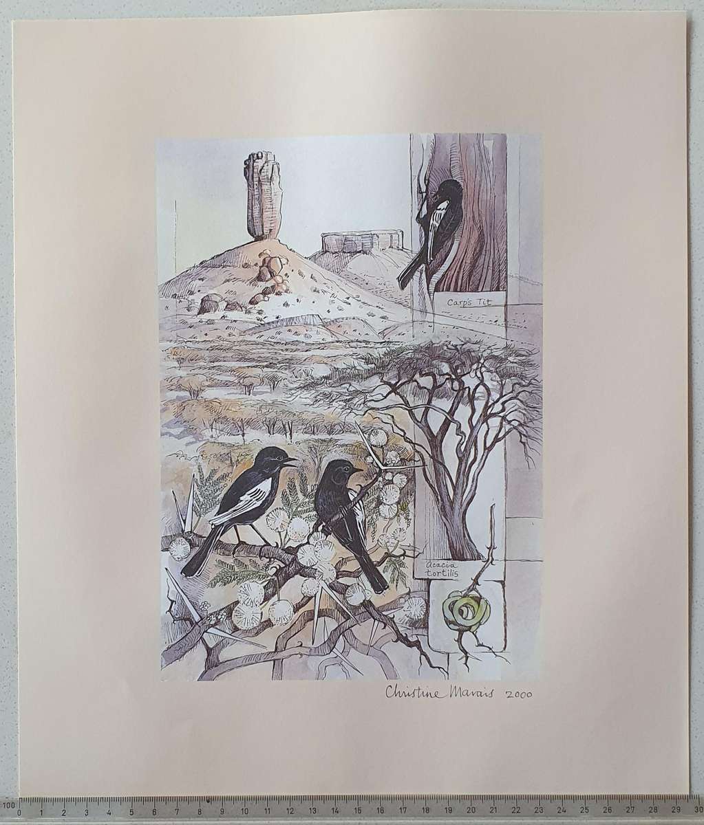 Unframed print of a painting by CHRISTINE MARAIS - part of the endemic birds of Namibia portfolio