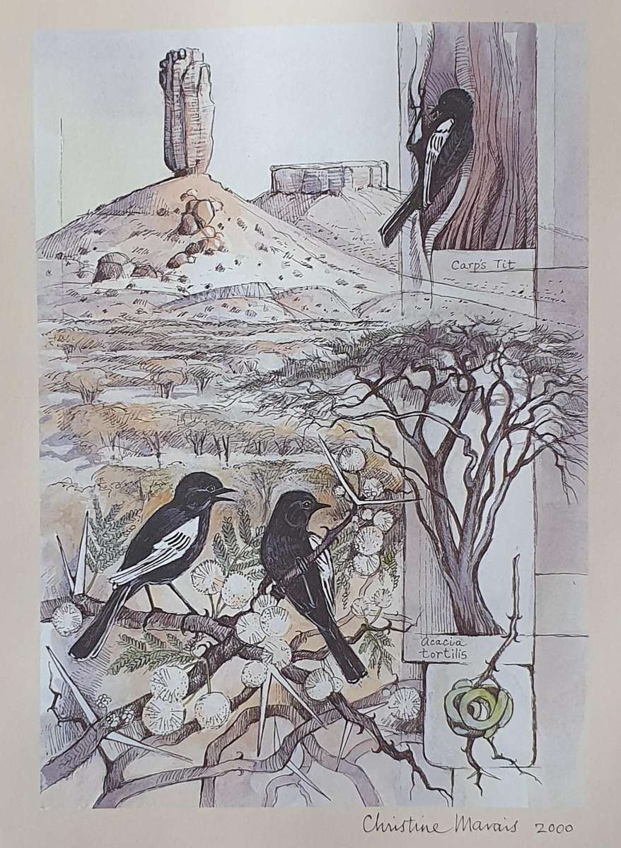 Unframed print of a painting by CHRISTINE MARAIS - part of the endemic birds of Namibia portfolio