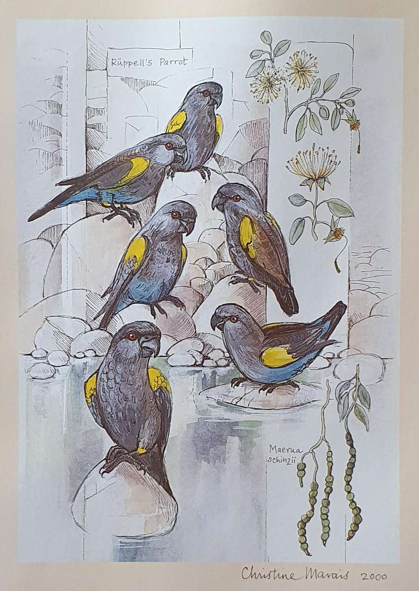Unframed print of a painting by CHRISTINE MARAIS - part of the endemic birds of Namibia portfolio