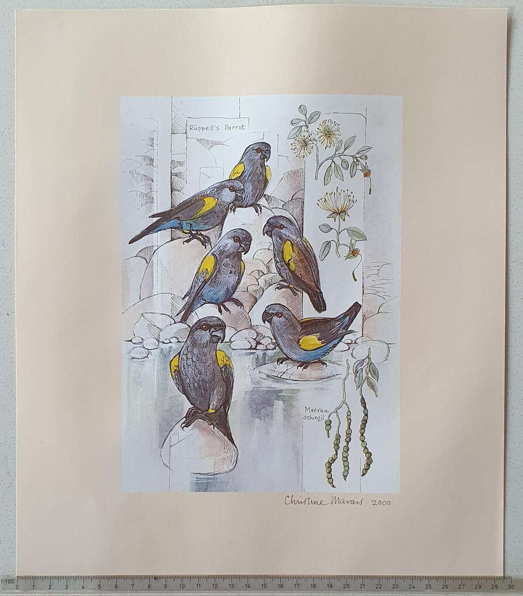 Unframed print of a painting by CHRISTINE MARAIS - part of the endemic birds of Namibia portfolio