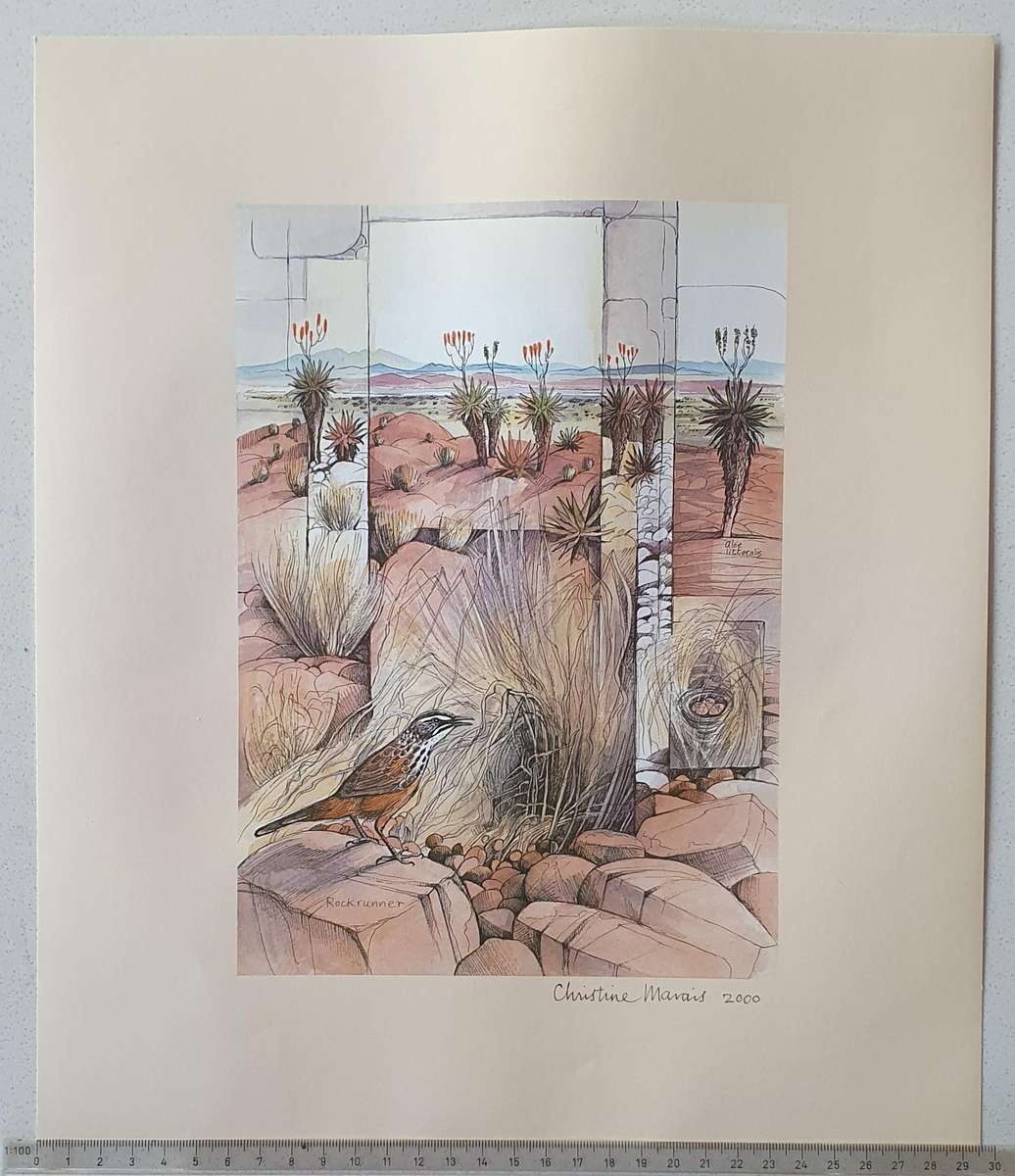 Unframed print of a painting by CHRISTINE MARAIS - part of the endemic birds of Namibia portfolio