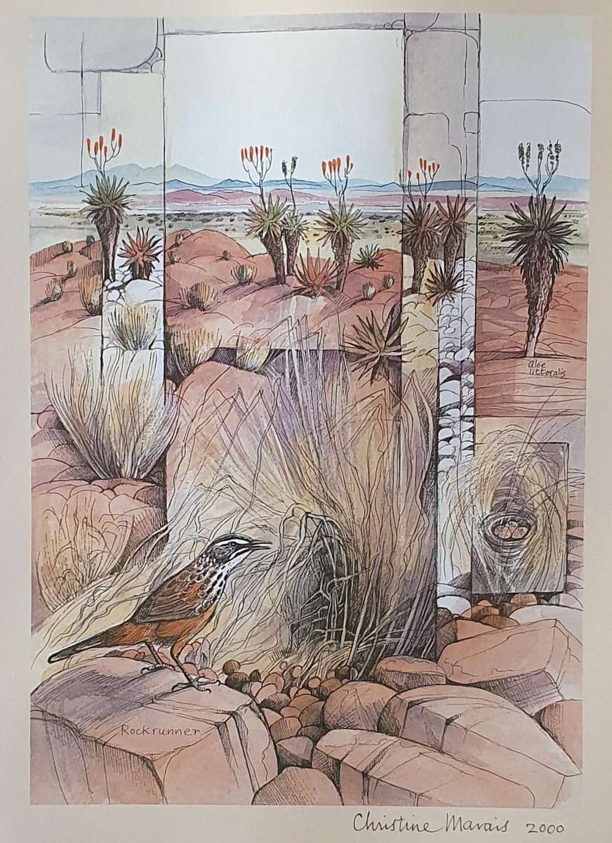 Unframed print of a painting by CHRISTINE MARAIS - part of the endemic birds of Namibia portfolio