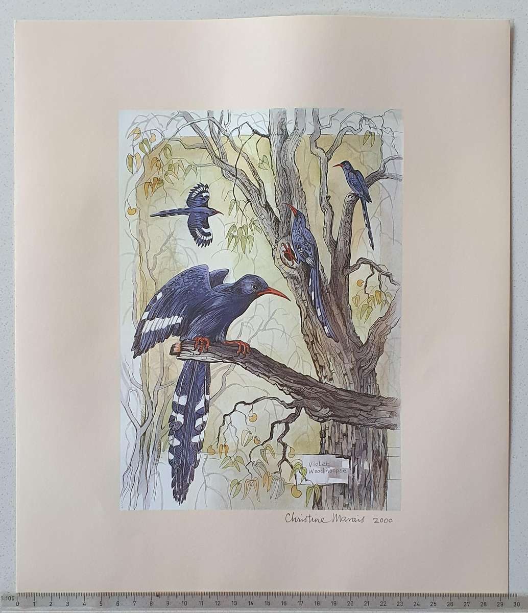 Unframed print of a painting by CHRISTINE MARAIS - part of the endemic birds of Namibia portfolio