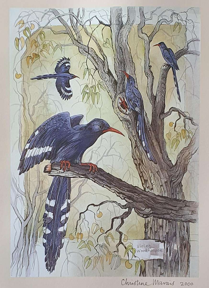 Unframed print of a painting by CHRISTINE MARAIS - part of the endemic birds of Namibia portfolio