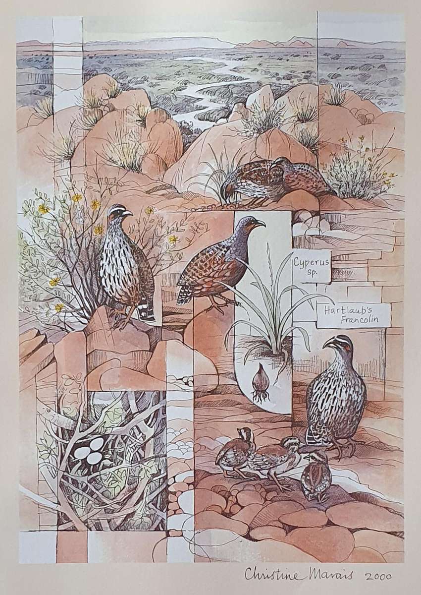 Unframed print of a painting by CHRISTINE MARAIS - part of the endemic birds of Namibia portfolio