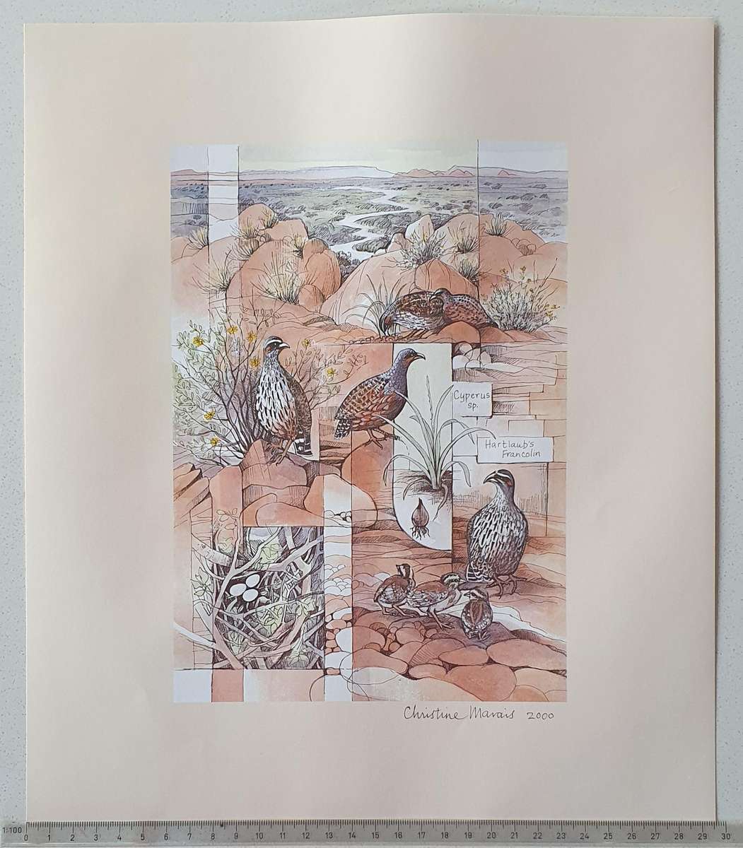 Unframed print of a painting by CHRISTINE MARAIS - part of the endemic birds of Namibia portfolio