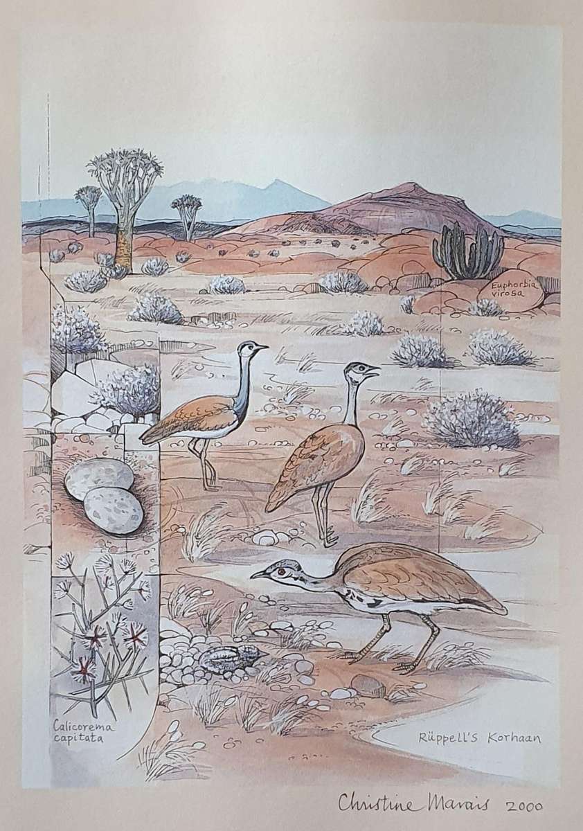 Unframed print of a painting by CHRISTINE MARAIS - part of the endemic birds of Namibia portfolio