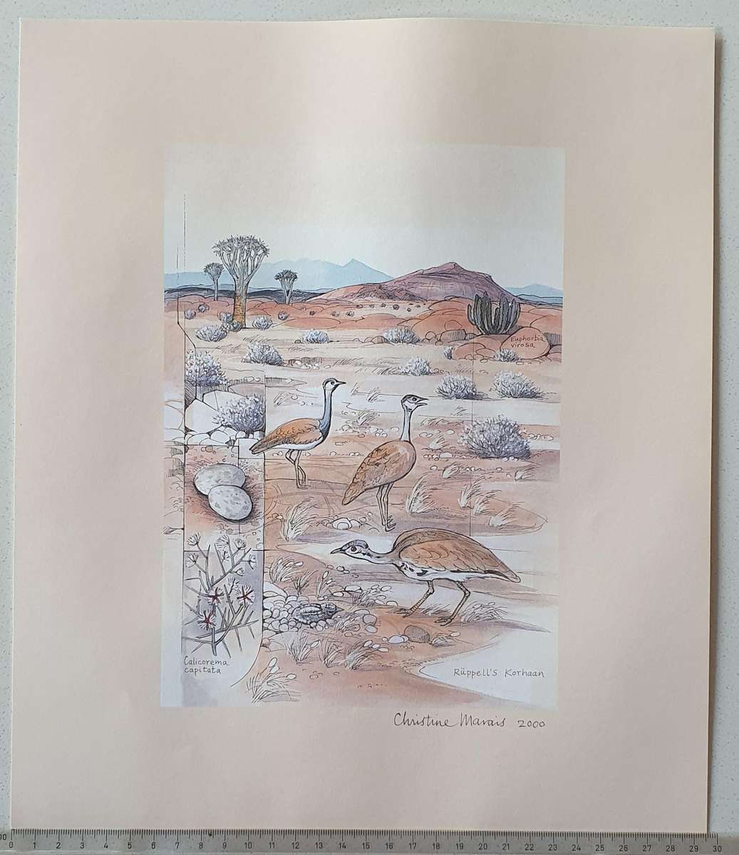 Unframed print of a painting by CHRISTINE MARAIS - part of the endemic birds of Namibia portfolio