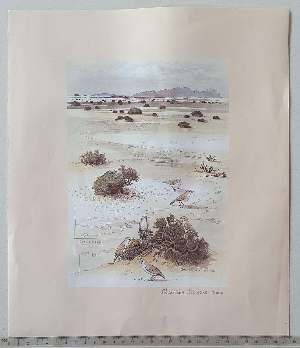 Unframed print of a painting by CHRISTINE MARAIS - part of the endemic birds of Namibia portfolio