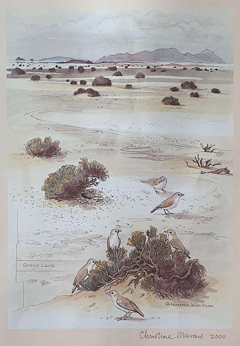 Unframed print of a painting by CHRISTINE MARAIS - part of the endemic birds of Namibia portfolio