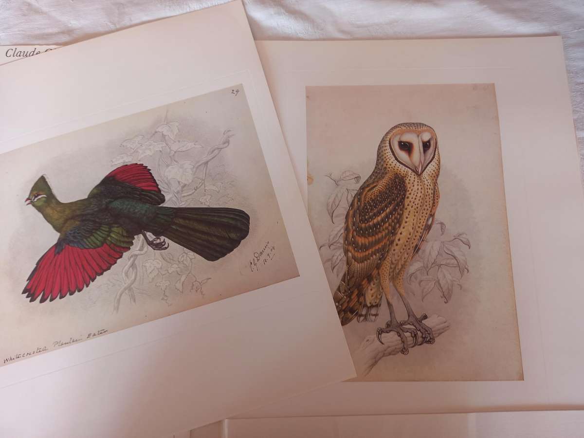 Claude Gibney Finch-Davis 1875-1920, Observer, student and highly skilled illustrator