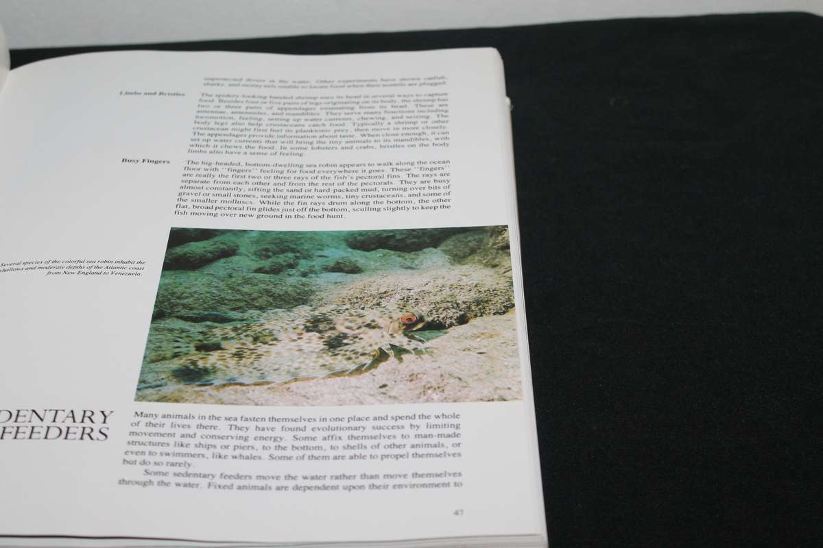 Jacques Cousteau The Ocean World